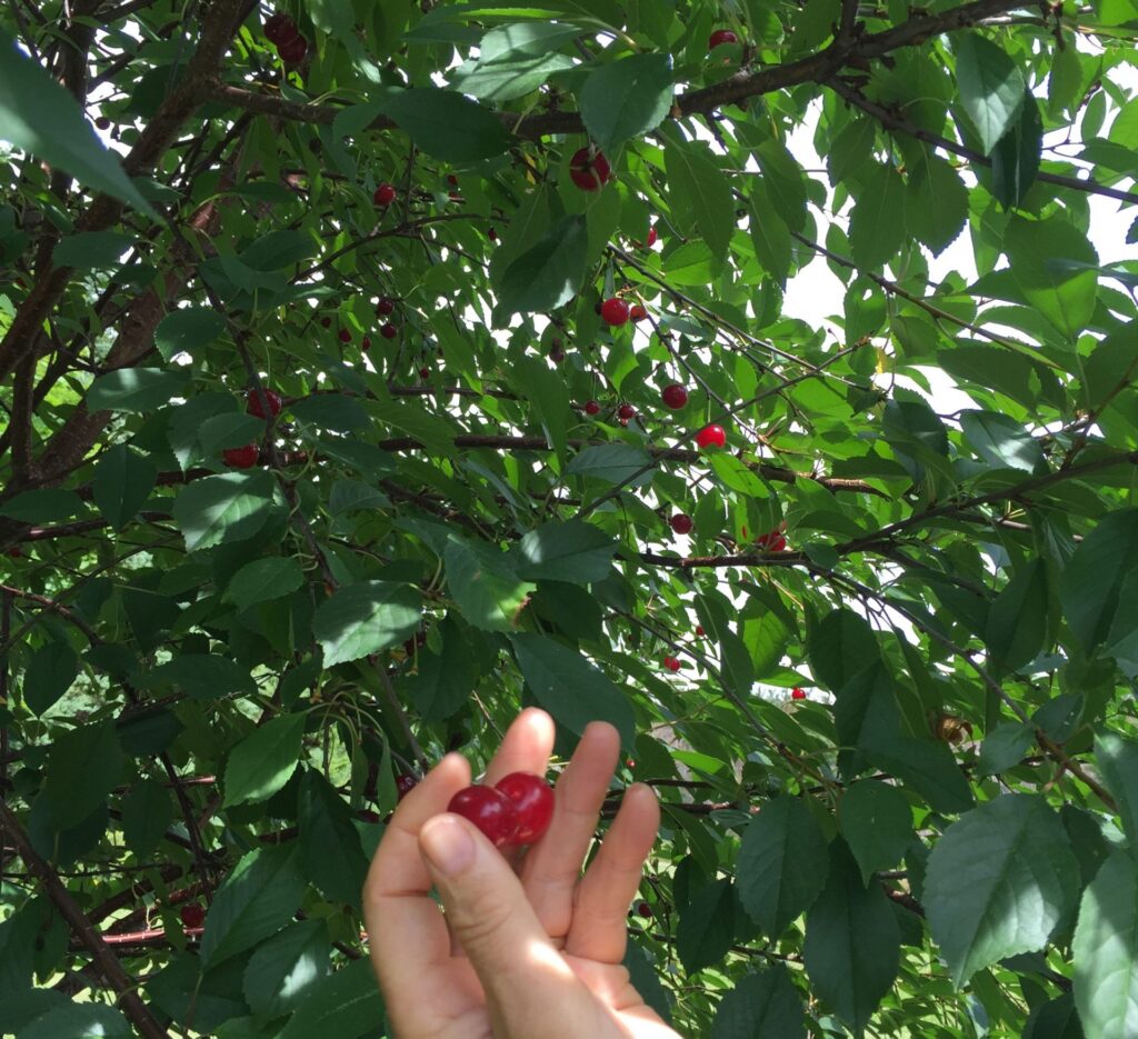 Picking fresh cherries from the tree
