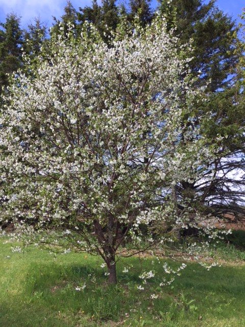 Flowering cherry tree