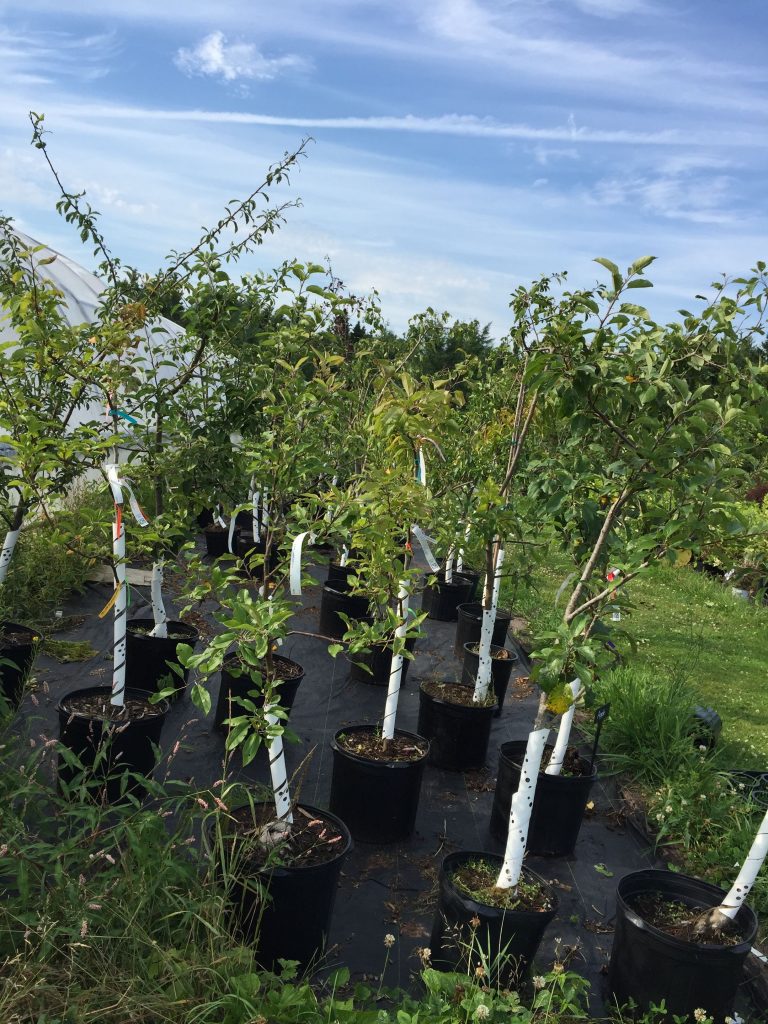 Fruit Trees ready to plant
