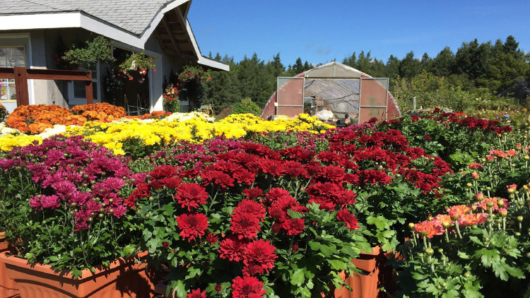 gardening products at Island Pride Garden Co