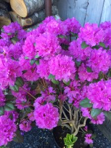 Flowering Shrubs