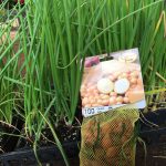 Planting Onions