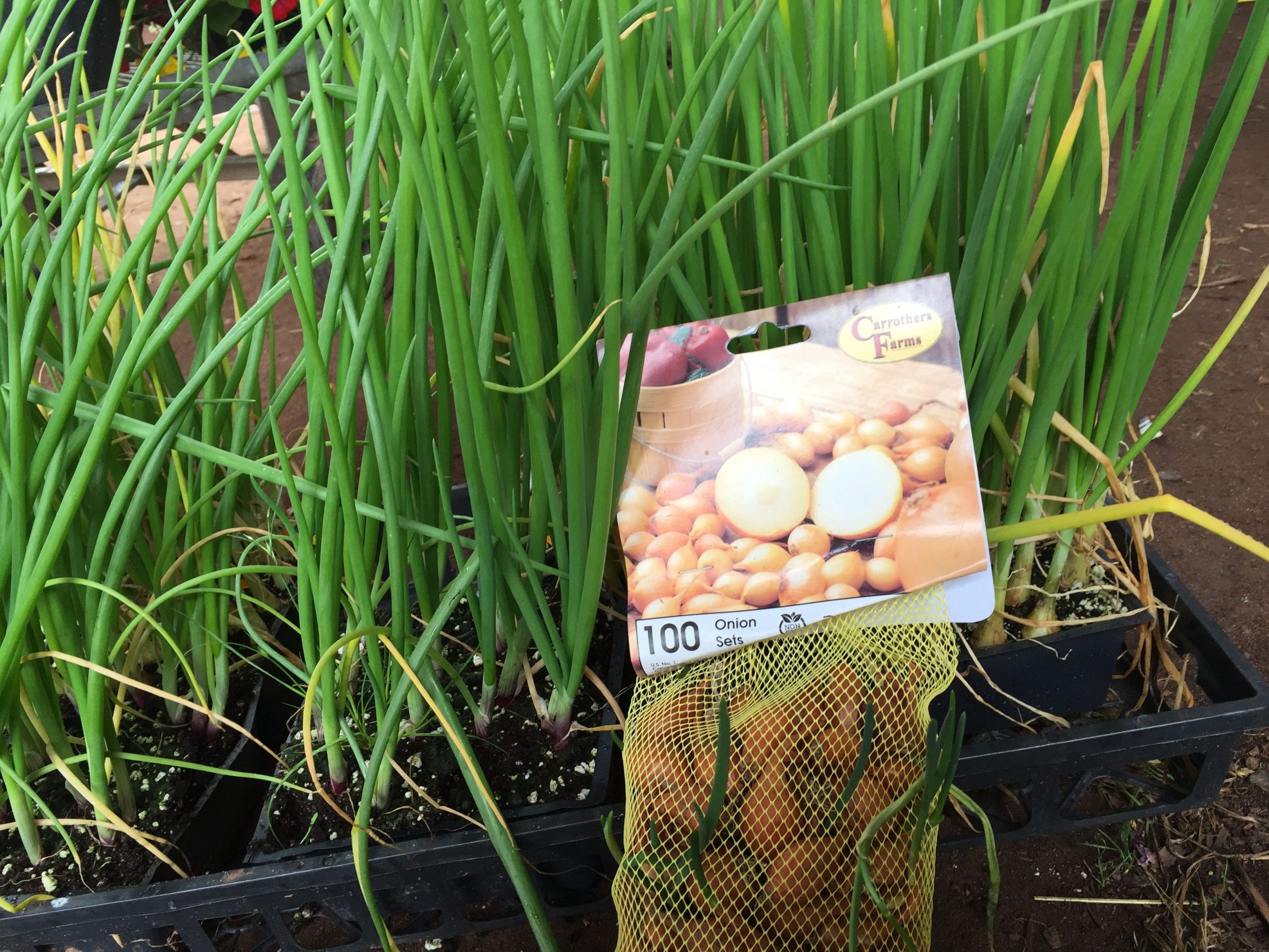 Planting Onions