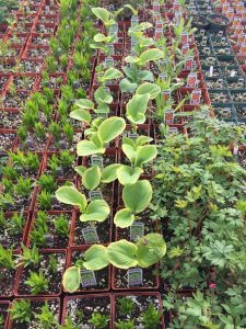 Perennials