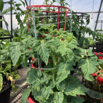Tomato plants