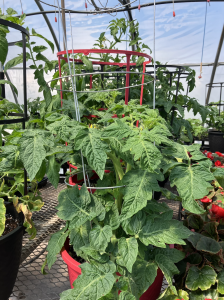 Tomato plants