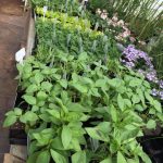 Herbs