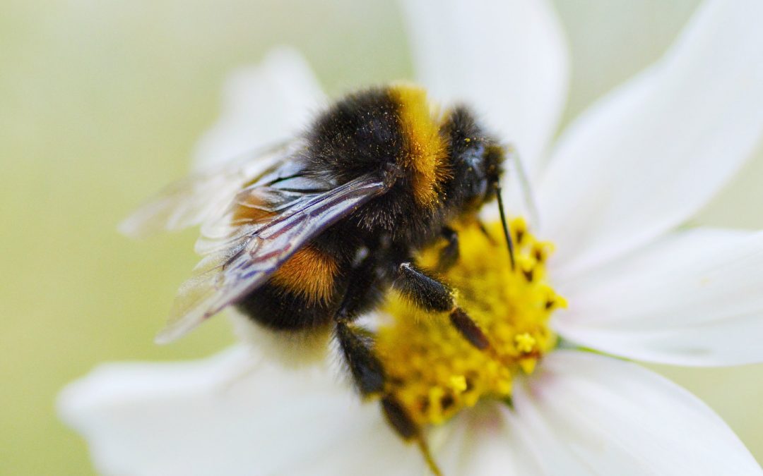 10 Tips for Creating a Pollinator Garden