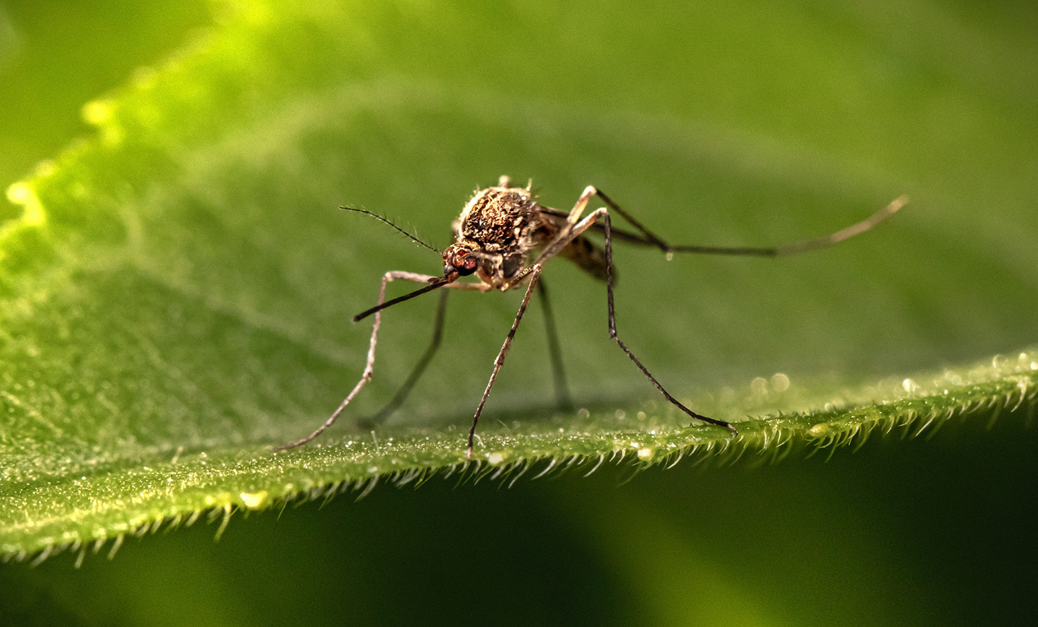 Mosquito With Long Legs Is Standing On The Leaf Background, Dengue Rashes  Picture, Health, Disease Background Image And Wallpaper for Free Download