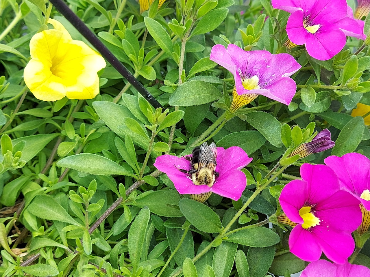 Bumblebee pollinator on a bring pink petunia flower