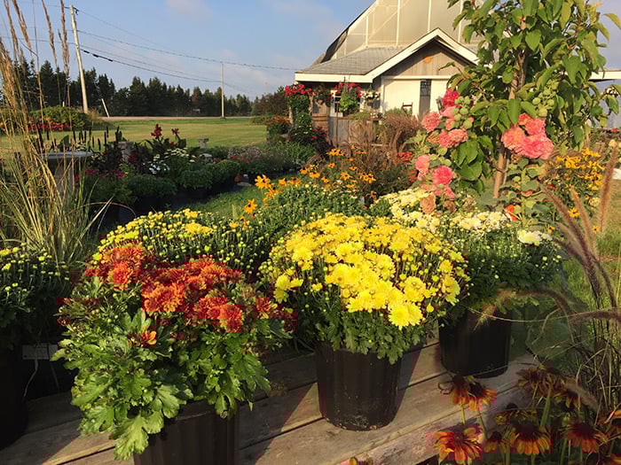 Colorful mums in front of Wood Islands greenhouse, Island Pride Garden Co.