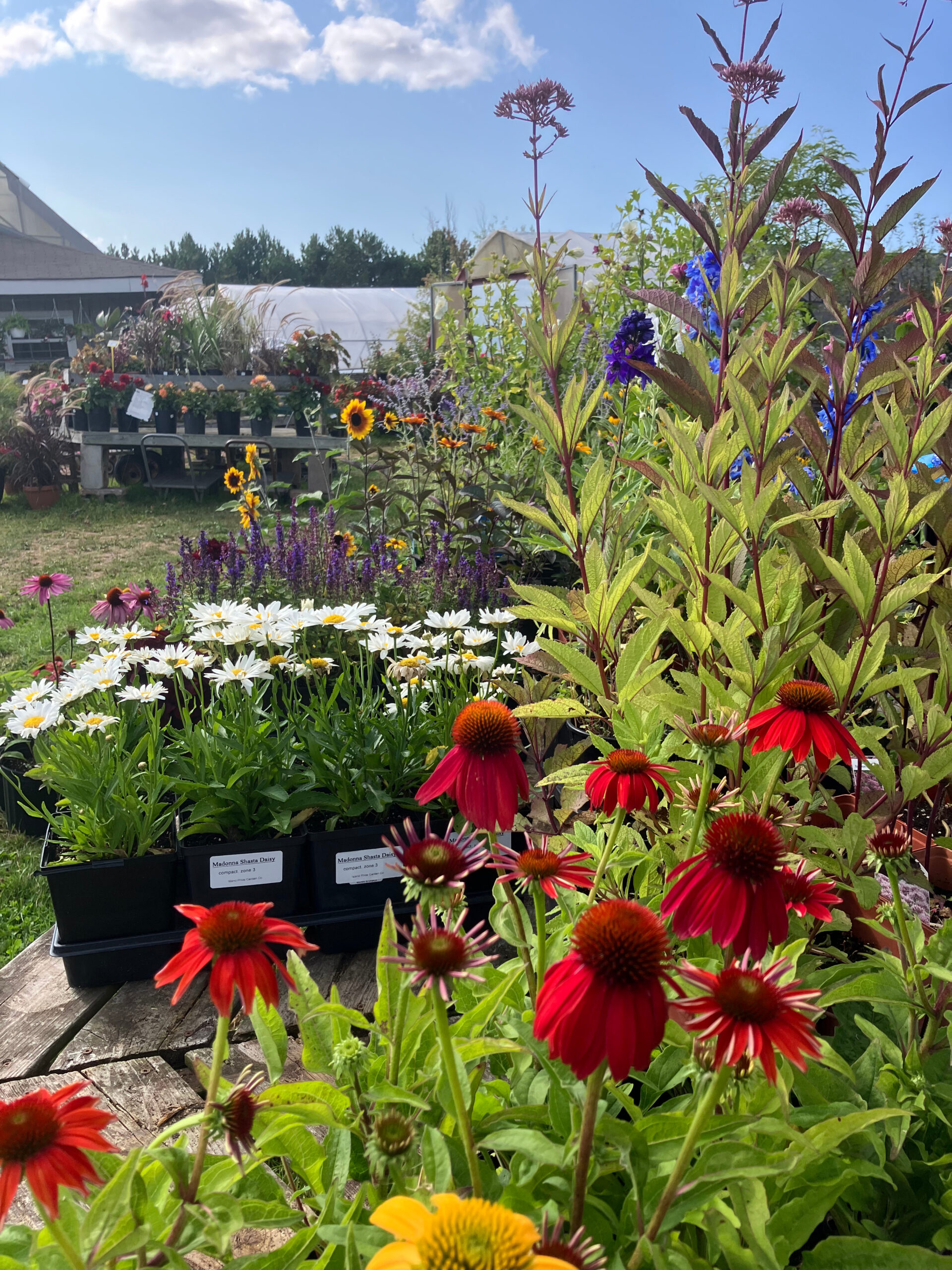 Product perennials
