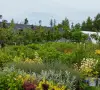 NURSERY & TREES