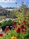 PERENNIALS