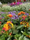 ANNUALS